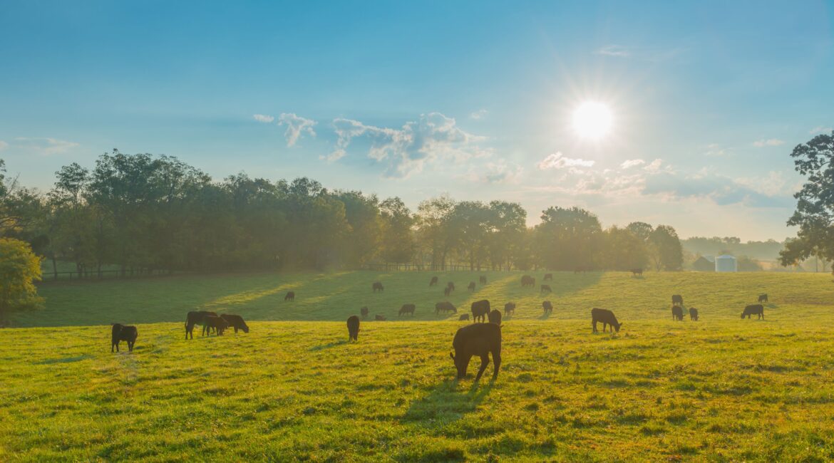 TO FINANCE FARMLAND OR PAY CASH FOR AG REAL ESTATE? 1 Farmland Financing
