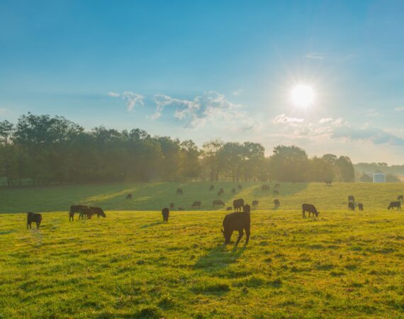TO FINANCE FARMLAND OR PAY CASH FOR AG REAL ESTATE? 5 Farmland Financing