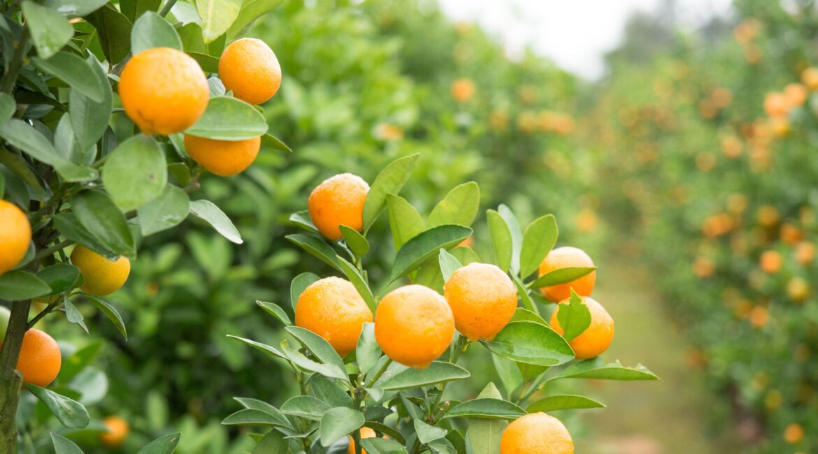 FLORIDA AGRICULTURAL LAND VS. COMMERCIAL DEVELOPMENT: A COMPLEX ISSUE 1 Florida Agricultural Land