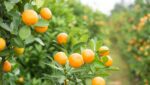 FLORIDA AGRICULTURAL LAND VS. COMMERCIAL DEVELOPMENT: A COMPLEX ISSUE 6 Florida Agricultural Land