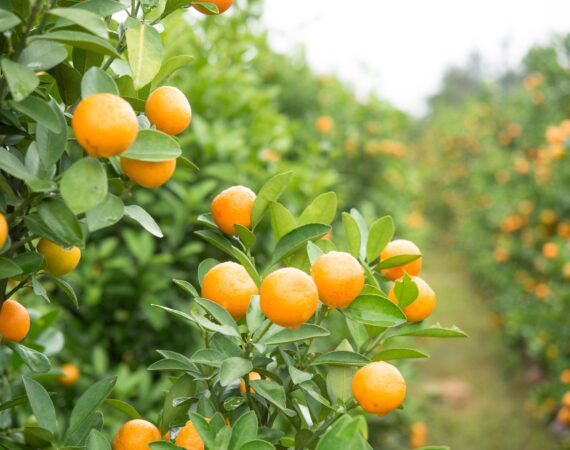 FLORIDA AGRICULTURAL LAND VS. COMMERCIAL DEVELOPMENT: A COMPLEX ISSUE 2 Florida Agricultural Land