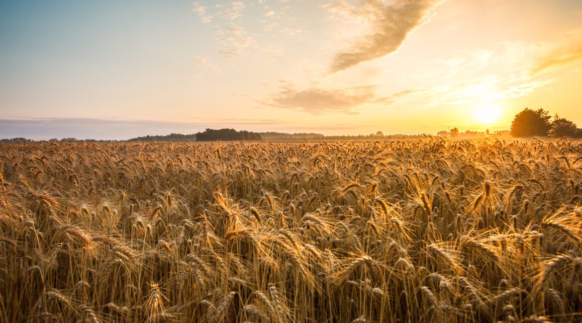 WHY AG LENDERS LOOK AT CREDIT SCORES 1 Credit Scores and Ag Loans