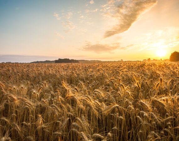 WHY AG LENDERS LOOK AT CREDIT SCORES 2 Credit Scores and Ag Loans