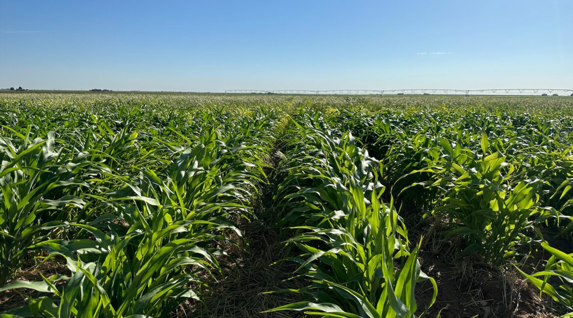 FIELD FINANCE: A GUIDE TO EFFECTIVE CROP INSPECTIONS 1 Corn Crop Inspection