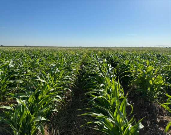 FIELD FINANCE: A GUIDE TO EFFECTIVE CROP INSPECTIONS 1 Corn Crop Inspection