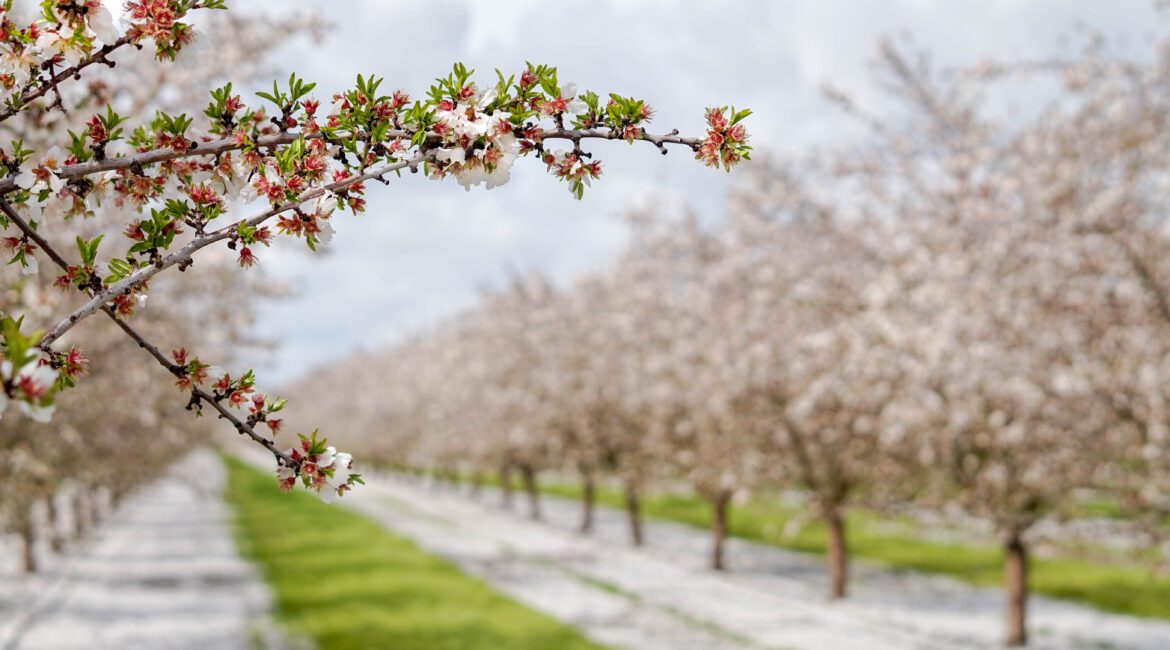NAVIGATING CHALLENGES IN THE NUT INDUSTRY 1 Nut Industry Challenges