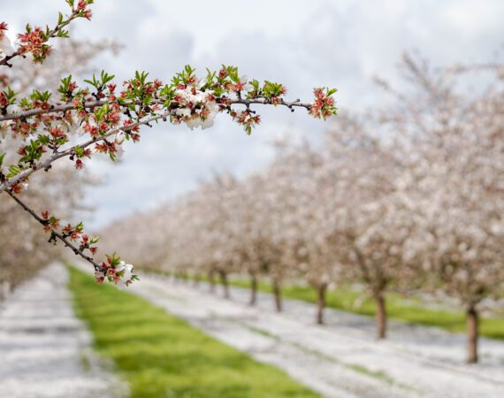 Nut Industry Challenges