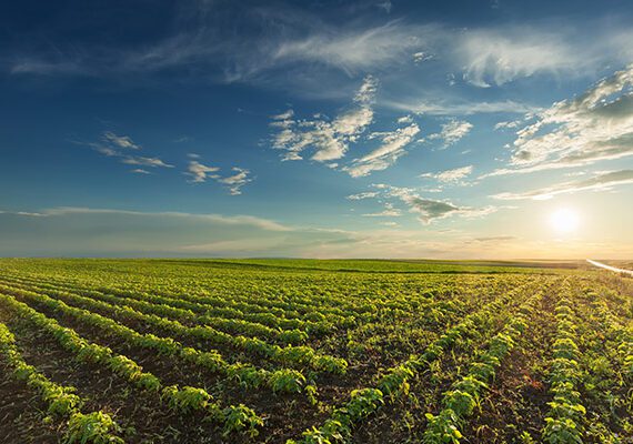 American Farmers Under Stress