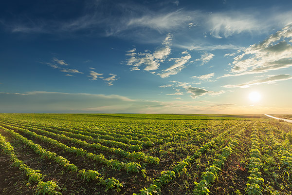 AT A CROSSROADS: AMERICAN FARMERS UNDER STRESS 1 American Farmers Under Stress