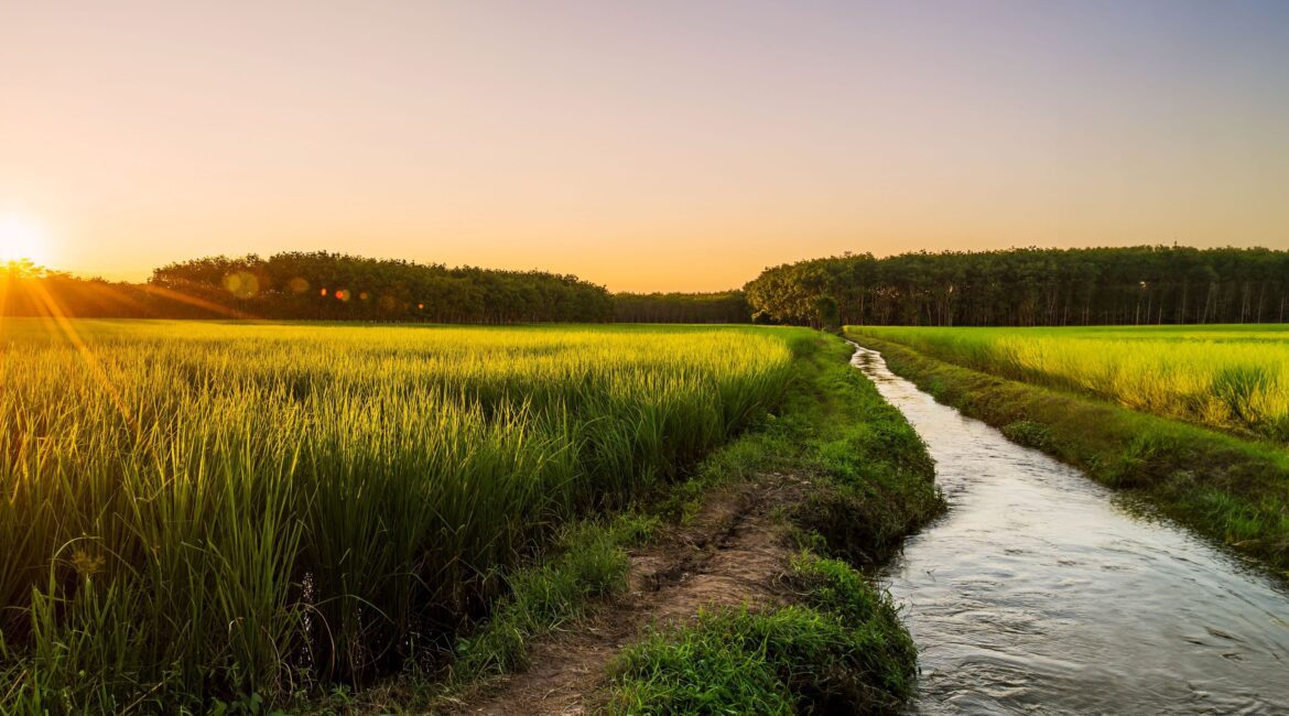 PROACTIVE FARMING IN THE DELTA PROVIDES NEW SOLUTIONS 1 Delta Agriculture Solutions