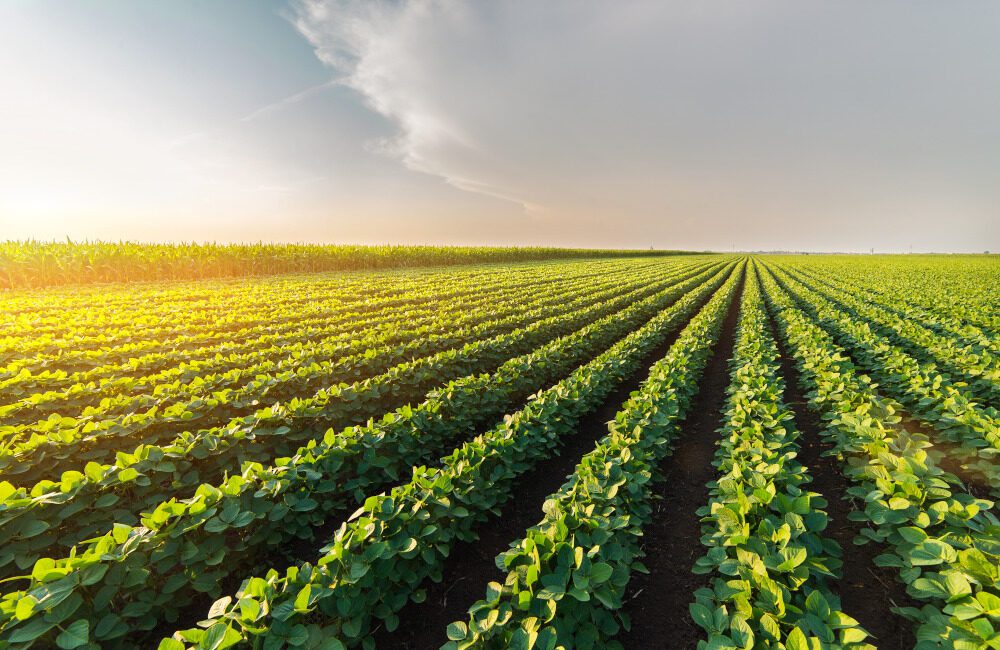 TOP 8 TIPS FOR SECURING A FARM LOAN 1 Securing Farm Loans