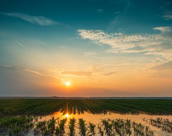 Hurricane Recovery for Farmers