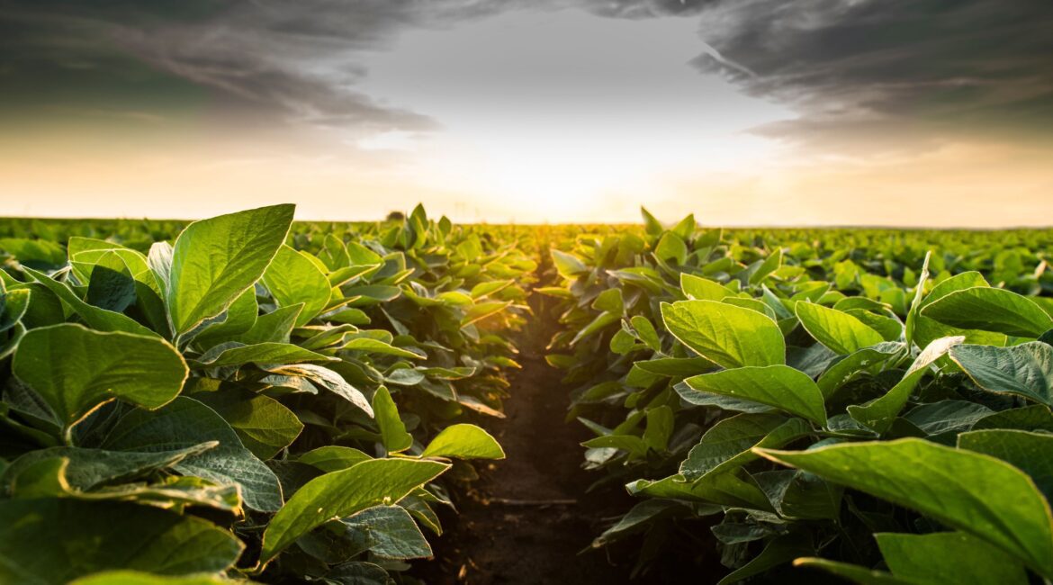 The Bigger Picture: Inflation in Agriculture 1 inflation in agriculture domestic and global influences