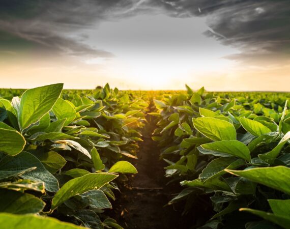 The Bigger Picture: Inflation in Agriculture 6 inflation in agriculture domestic and global influences