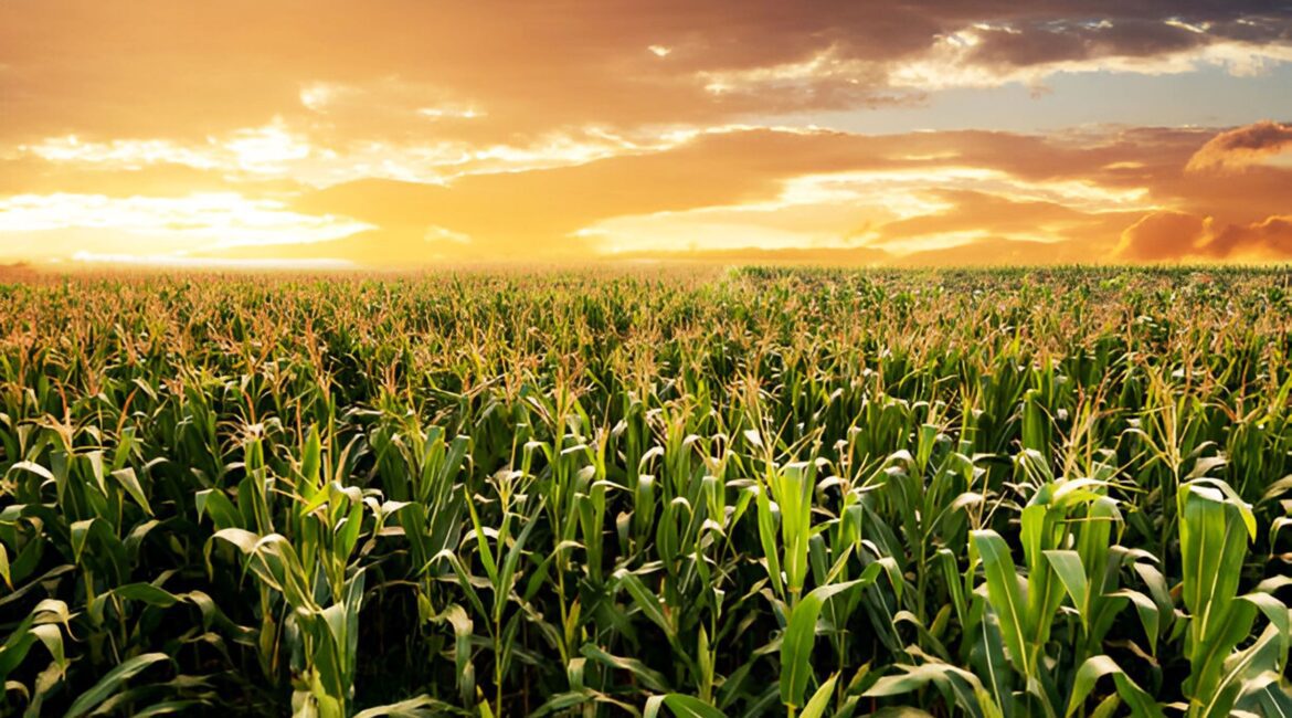 When Refinancing a Farm Loan Makes Sense—and When It Doesn’t 1 Refinancing Farm Loans Real Estate
