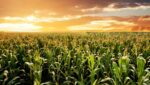 When Refinancing a Farm Loan Makes Sense—and When It Doesn’t 5 Refinancing Farm Loans Real Estate