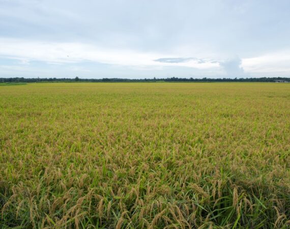How Lenders Actually Value Ag Real Estate (It's Not Just the Appraisal) 1 ag real estate value appraisal lenders