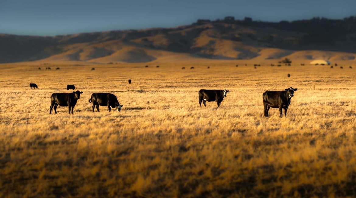 Strong Cattle Prices are Hiding a Bigger Risk 1 cattle market financing decisions