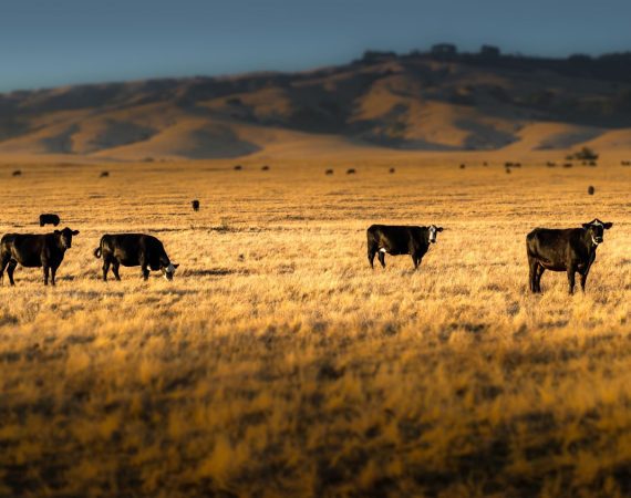 Strong Cattle Prices are Hiding a Bigger Risk 7 cattle market financing decisions